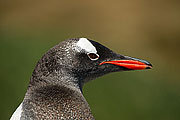 Picture 'Ant1_1_1253 Gentoo penguin, Godthul, South Georgia, Antarctica and sub-Antarctic islands'